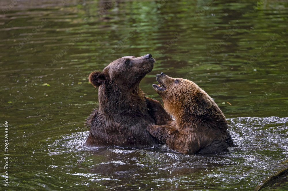 Two brown bear are enjoying play-fighting in the water. Bears, animals, family, mammals, predators, freedom in captivity, fun, play, playing, water fun Two brown bear are enjoying play-fighting in the water. Bears, animals, family, mammals, predators, freedom in captivity, fun, play, playing, water fun