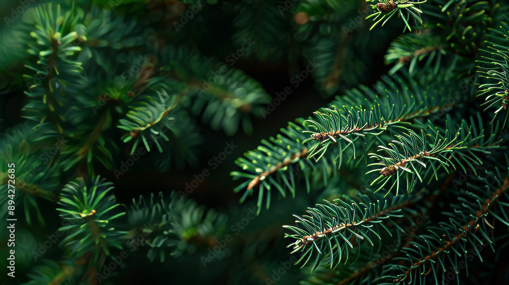 Christmas background with a close-up view of a beautiful green pine tree branch. There is empty space around for you to add your own message. Christmas background with a close-up view of a beautiful green pine tree branch. There is empty space around for you to add your own message.