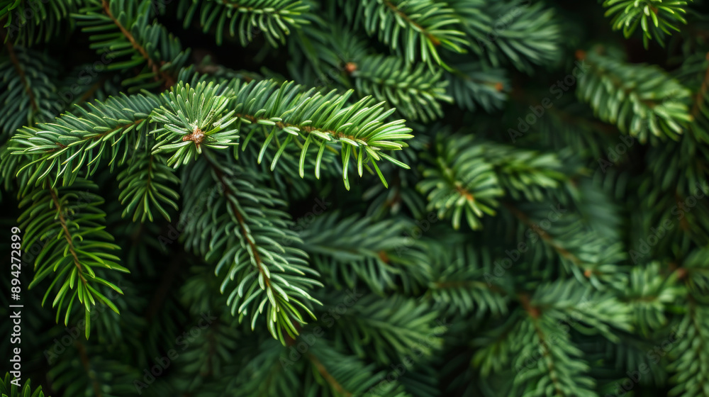Christmas background with a close-up view of a beautiful green pine tree branch. There is empty space around for you to add your own message. Christmas background with a close-up view of a beautiful green pine tree branch. There is empty space around for you to add your own message.
