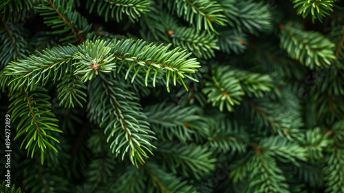 Christmas background with a close-up view of a beautiful green pine tree branch. There is empty space around for you to add your own message.