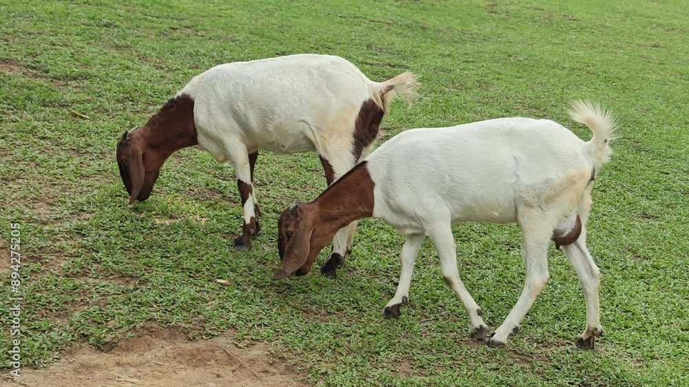 Anglo-Nubian goats in a farm. Illustrating farm life. Anglo-Nubian goats in a farm. Illustrating farm life.