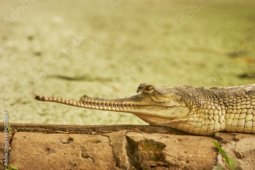 gharial (Gavialis gangeticus) photo