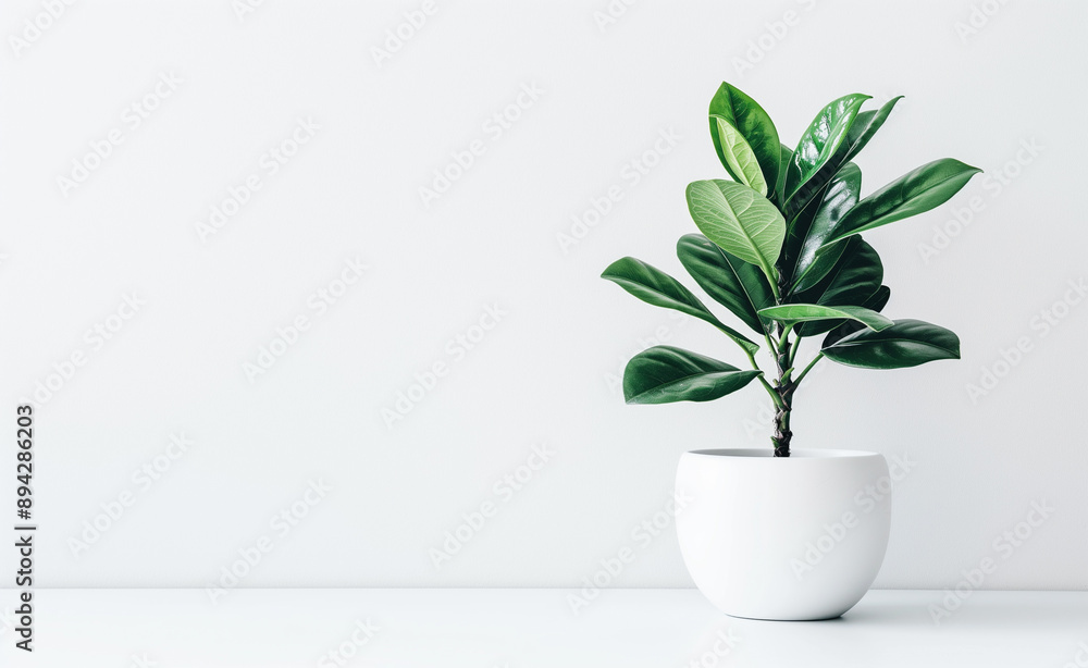 Green potted plant in a white pot against a plain background. Green potted plant in a white pot against a plain background.