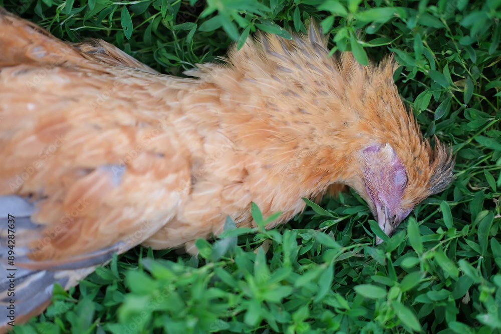 Obraz premium Chicken dying on poultry farm lies on green grass used as illustrations in agriculture. Dead poultry lies lifeless on ground.