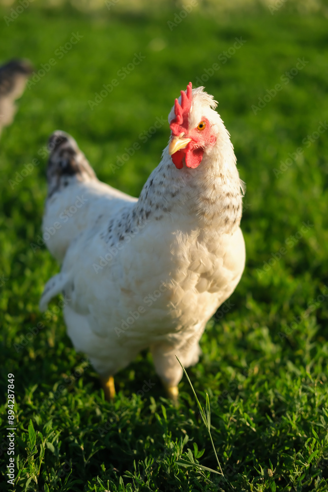 Free-range chickens on summer green meadow in field, and in commercial chicken coop on farm. Vertical image Free-range chickens on summer green meadow in field, and in commercial chicken coop on farm. Vertical image