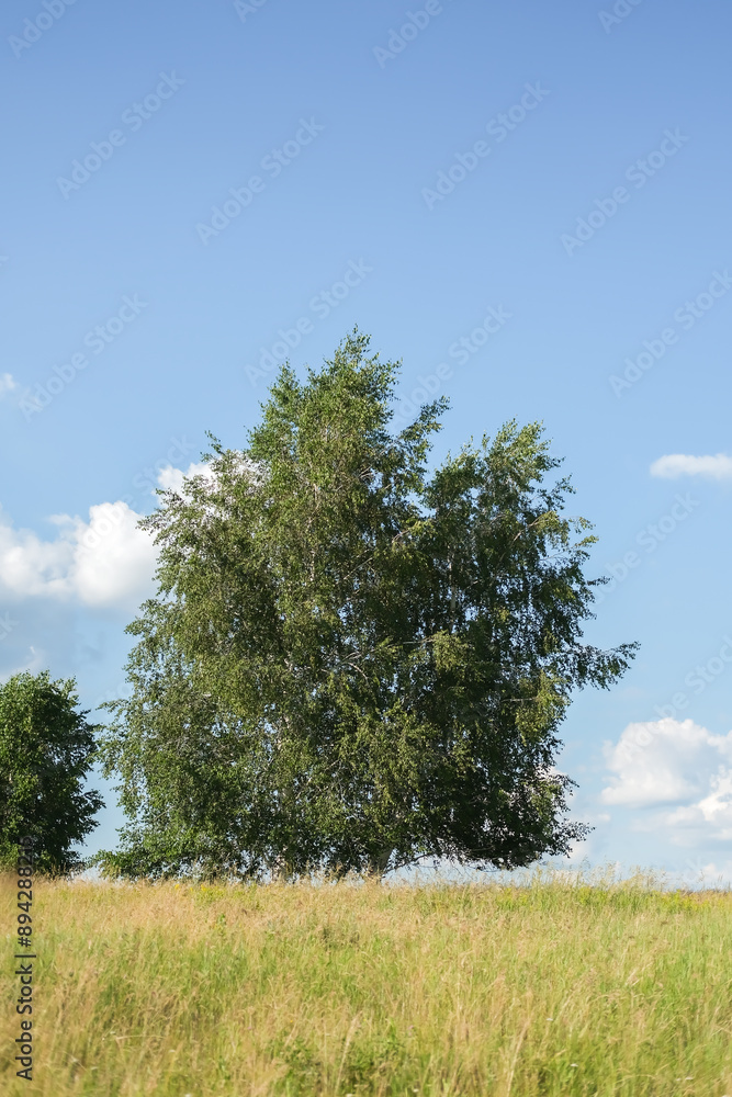 Sunny summer rural landscape with birch trees on a green field. Vertical image.