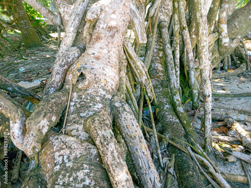 roots of a tree. large roots of screw pine trees (pandanus tectorius) on the beach. hala root fruit. close up photo