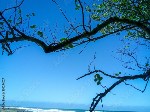 tree branches and sky. tree branches at karapyak beach during the day. sunny and tropical beach with white sand and pandanus palm trees. beautiful sea view. blue landscape. summer holidays photo