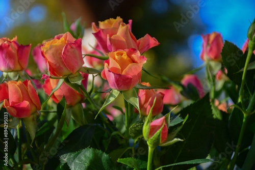 red rosess in the garden