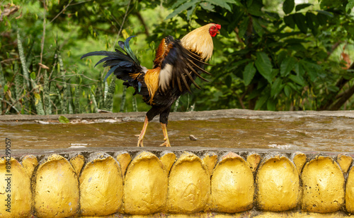 Luang Prabang, Laos: a rooster in the Wat Tham Phousi in the middle of mountain Mount Phousi  photo