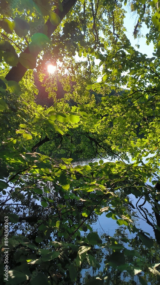 Fototapeta premium sun shining through the trees