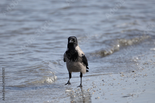 Eine Nebelkrähe stelzt am Strand von Peenemünde entlang. - A hooded crow struts along the beach at Peenemuende. photo