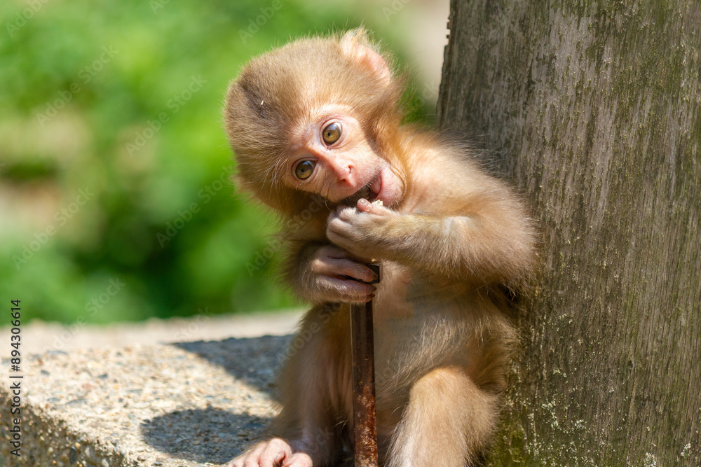 Obraz premium かわいい赤ちゃん猿
