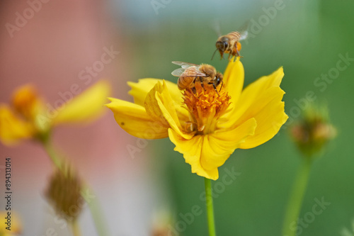 two Honey bees flying on yellow flower
