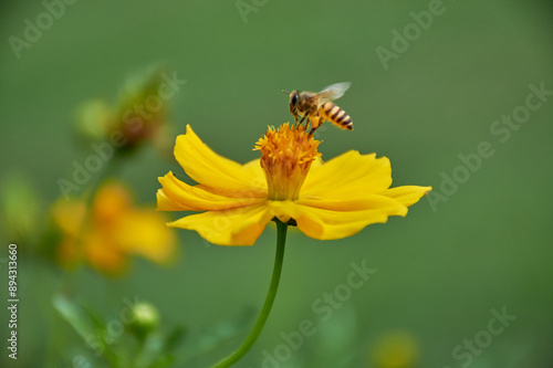 Honey bee flying on yellow flower, 	
Busy Bee: The Vital Worker of the Hive flying on flower