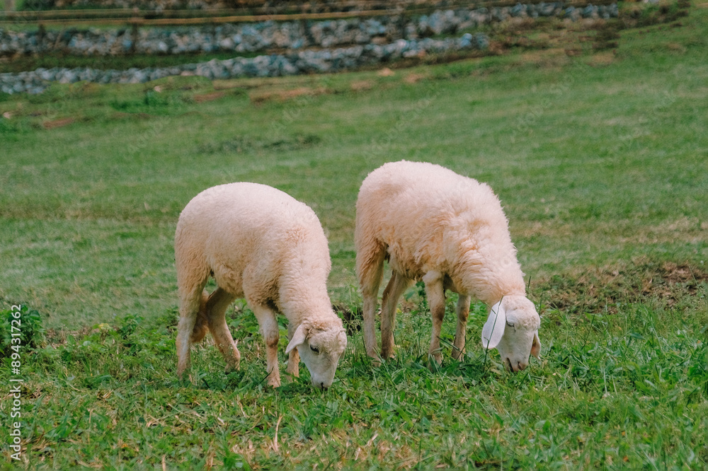 Fototapeta premium Sheep fields on the top of a mountain in Chiang Mai Province, Thailand.