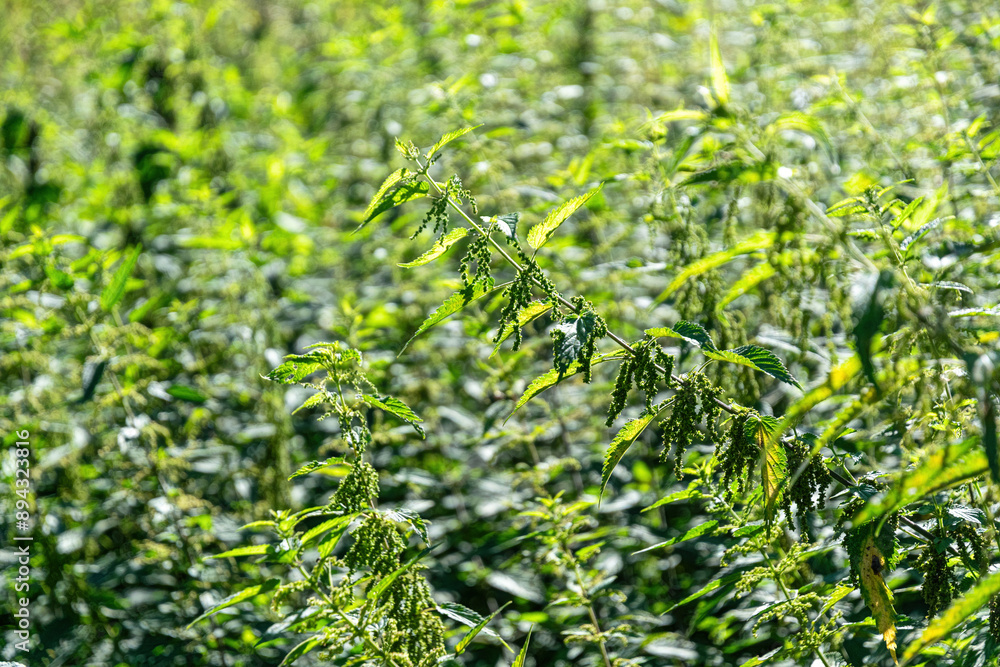 Green stinging nettle in the summer meadow
Green stinging nettle in the summer meadow
