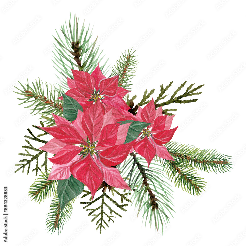 Red poinsettia flower and Christmas tree branches.Christmas watercolor illustration of bouquet with fir tree and Christmas flower.Hand drawn winter plants. Isolated New Year's decor element in PNG for Red poinsettia flower and Christmas tree branches.Christmas watercolor illustration of bouquet with fir tree and Christmas flower.Hand drawn winter plants. Isolated New Year's decor element in PNG for