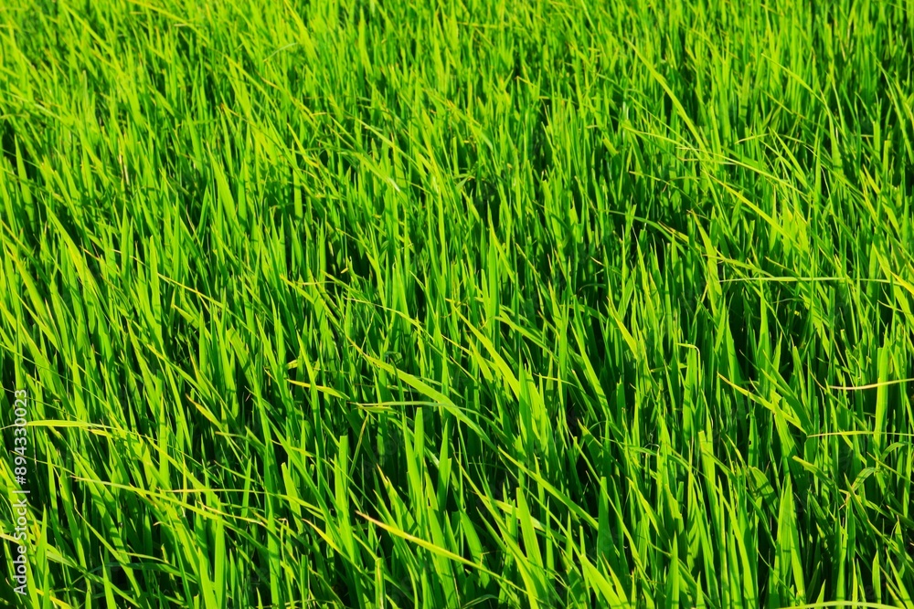 Background of a green grass. Green grass texture Green grass texture from a field. Background of a green grass. Green grass texture Green grass texture from a field.