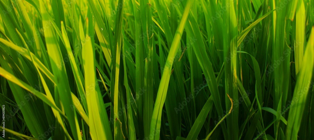 Background of a green grass. Green grass texture Green grass texture from a field. Background of a green grass. Green grass texture Green grass texture from a field.