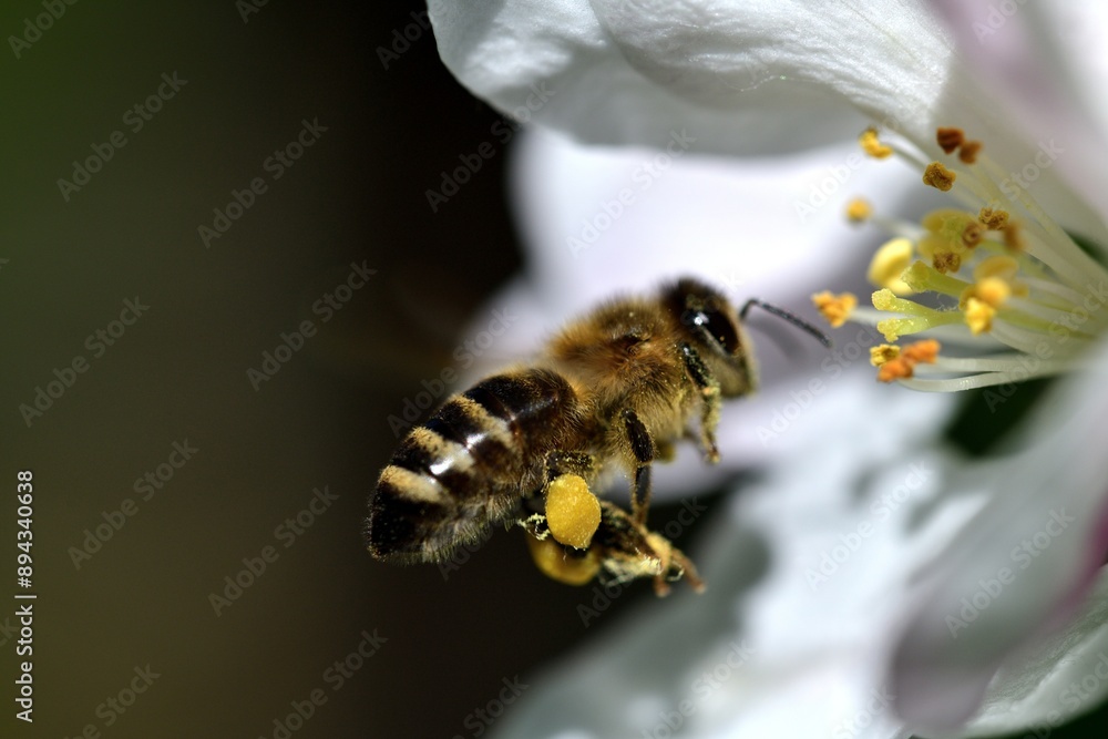 Macrophotography of bee polinating the white flower of the fruit tree