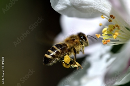Obraz na płótnie Macrophotography of bee polinating the white flower of the fruit tree w salonie