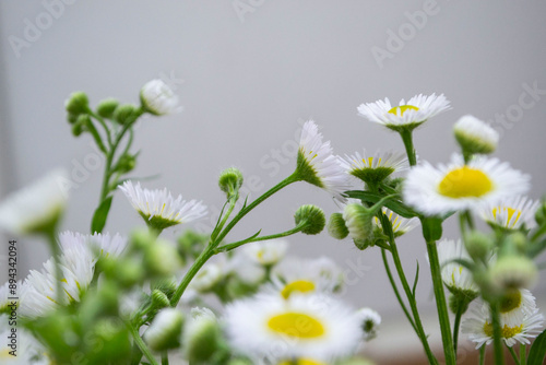 daisies in a meadow