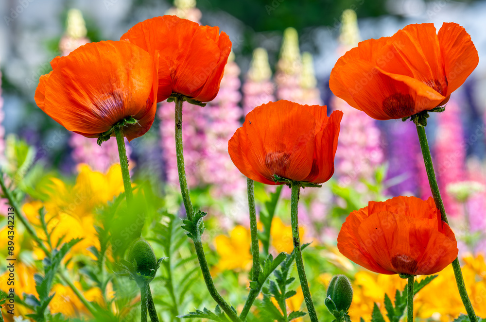 Naklejka premium Red blooming poppies in the park close-up.