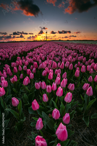 Golden Hour in Tulip Fields