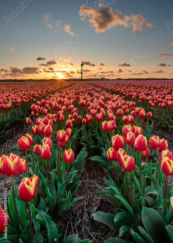 Breathtaking Sunset in Tulip Field