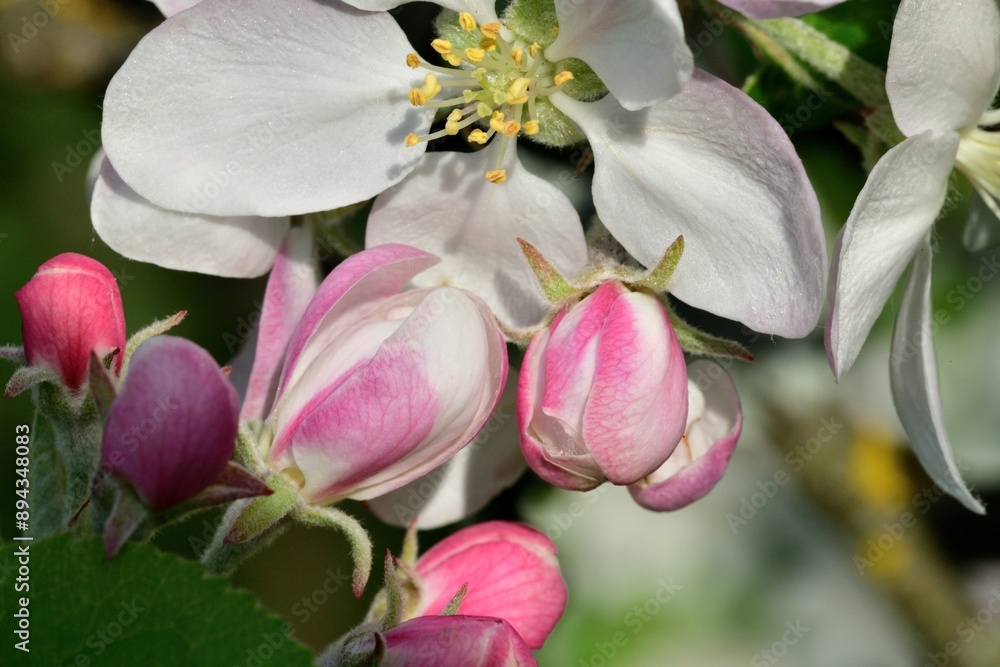 Detail of a blooming flower on an apple tree in the spring Detail of a blooming flower on an apple tree in the spring