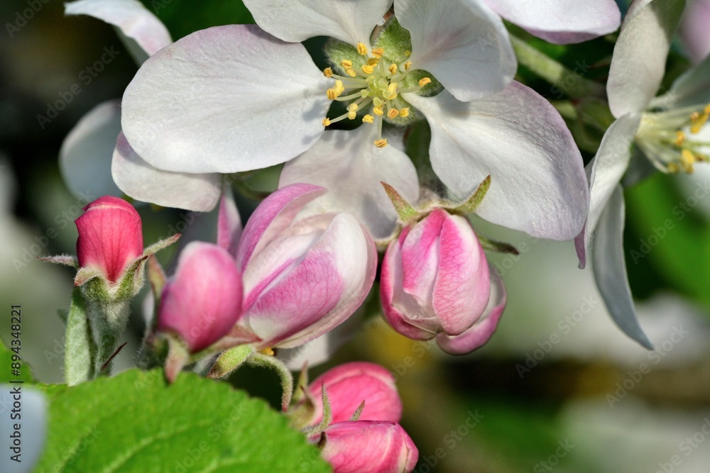 Detail of a blooming flower on an apple tree in the spring