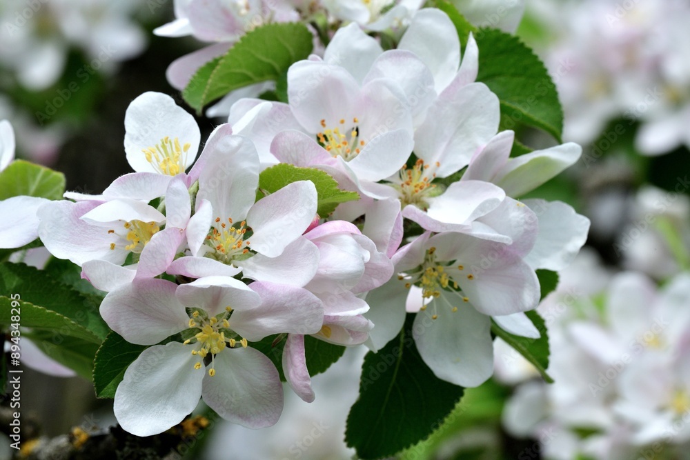 Detail of a blooming flower on an apple tree in the spring