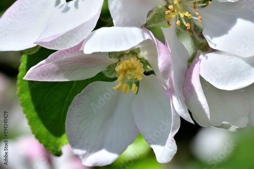 Macro photography of a white apple tree flower in the spring when it blooms
