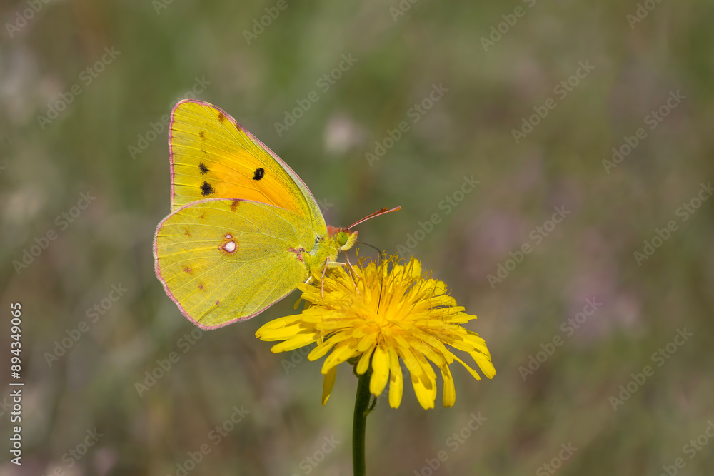 Yellow Glory butterfly on the plant - Colias crocea Yellow Glory butterfly on the plant - Colias crocea