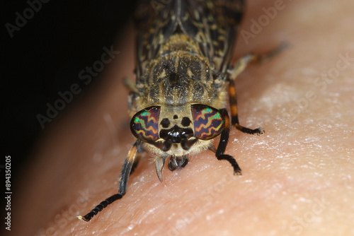 Quadro su tela Regenbremse,  Regenbogenbremse, Haematopota pluvialis