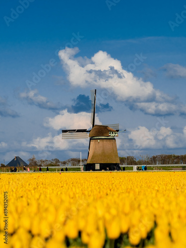 Spring Tulips with Iconic Windmill