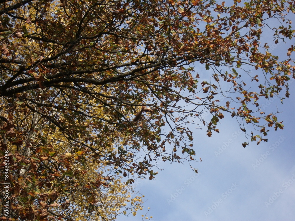Squirrel hanging upside down on a tree branch.