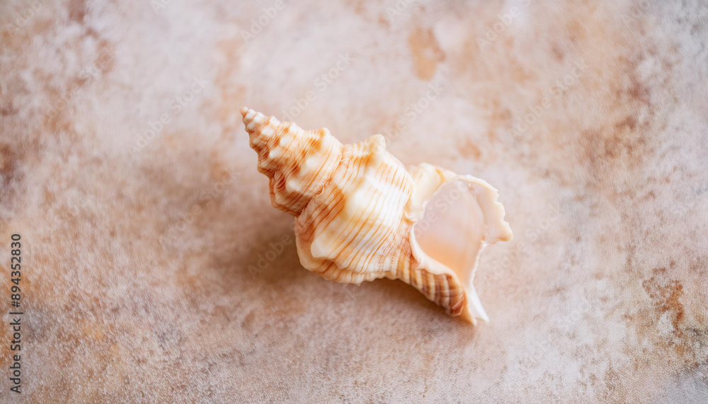 Close-up of seashell on beige stone backdrop. Natural element. Top view. Close-up of seashell on beige stone backdrop. Natural element. Top view.