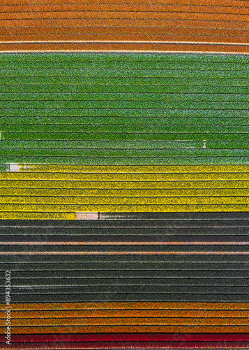 Aerial photography: Tulip Blanket Across the Field