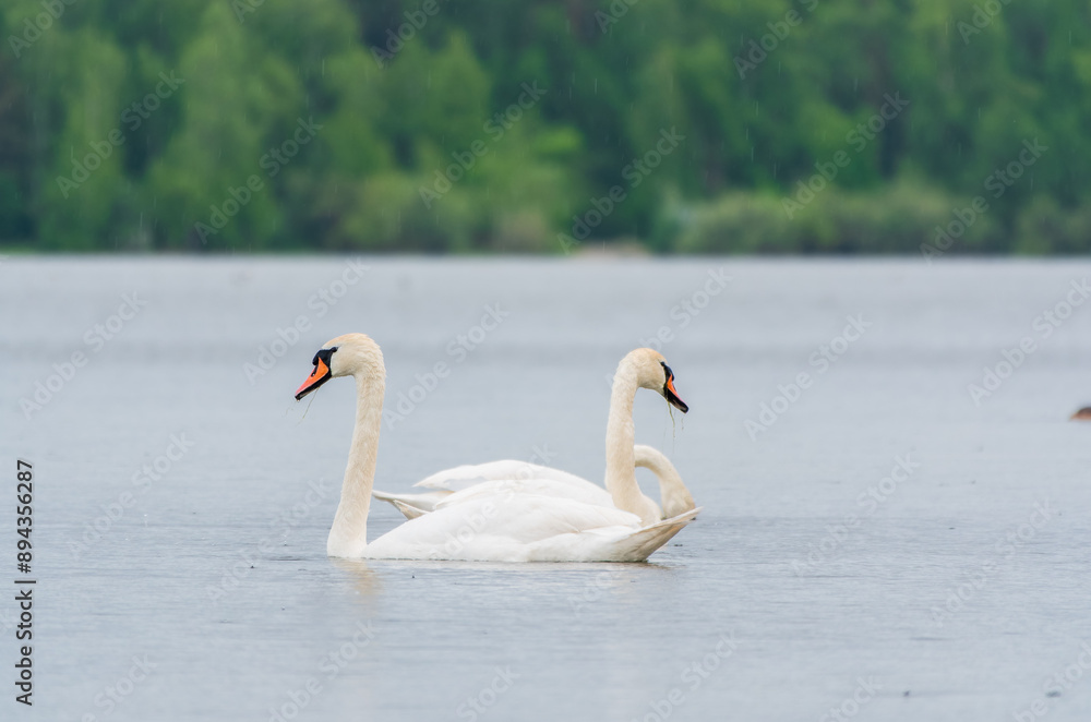 Three graceful white swans swims in the lake, swans in the wild. Three graceful white swans swims in the lake, swans in the wild.
