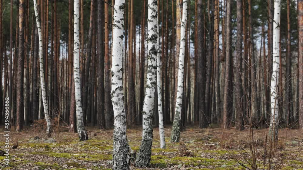 A view through a forest of pine and birch trees in early spring. The sun illuminates the white bark of the birch trees while the pine trees are still dormant A view through a forest of pine and birch trees in early spring. The sun illuminates the white bark of the birch trees while the pine trees are still dormant