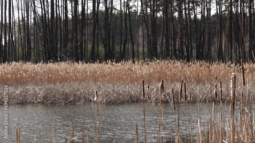 A tranquil forest scene unfolds on a spring afternoon, showcasing a small, still pond nestled amidst tall trees. The sun peeks through the clouds, casting a soft glow on the water