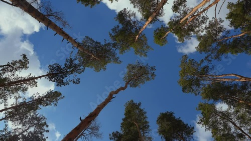 Tall pine trees stand tall against a bright blue sky, their branches stretching upwards to the clouds. The sun filters through the leaves, creating a dappled pattern of light