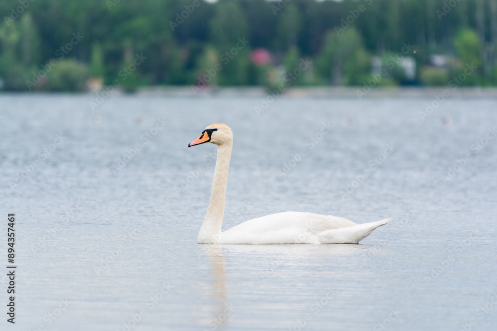 Fototapeta premium Graceful white Swan swimming in the lake, swans in the wild. Portrait of a white swan swimming on a lake.