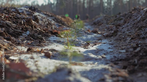 A single, small pine sapling grows in the center of a freshly prepared trench in a forest, bathed in the warm light of the sun. The ground is covered in a layer of white, powdery soil