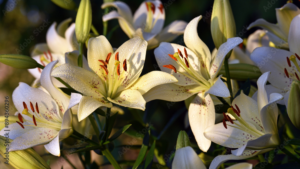 Obraz premium Lilium. white lily. beautiful lily flower, close-up. delicate white lilies in the garden, in the flowerbed. floral background. blurred natural background. summer garden. warm sunset light or dawn.