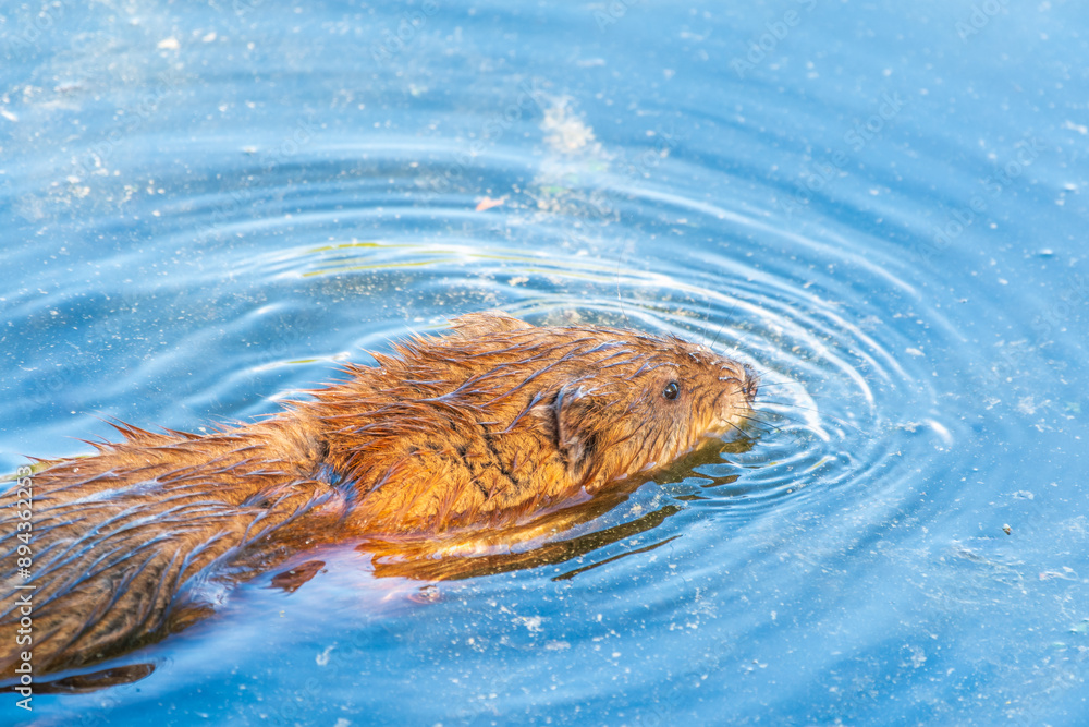 Muskrat, Ondatra zibethicuseats swiming at the surface of the lake water. Muskrat, Ondatra zibethicuseats swiming at the surface of the lake water.