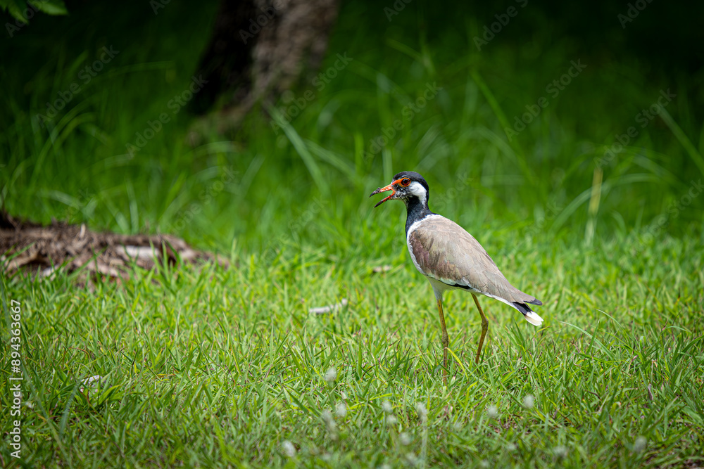 Naklejka premium Red-wattled lapwing on the ground