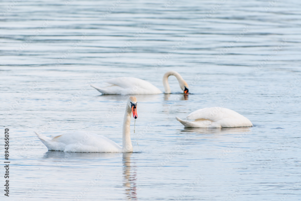 Graceful white Swans swimming in the lake, swans in the wild Graceful white Swans swimming in the lake, swans in the wild